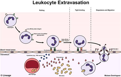 Leukocyte Extravasation - Pathology - Medbullets Step 1