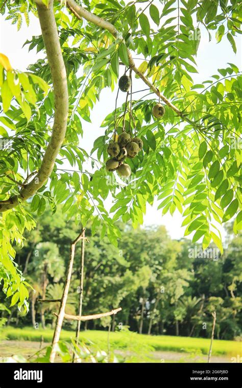 spondias mombin fruit on tree branch, new image Stock Photo - Alamy