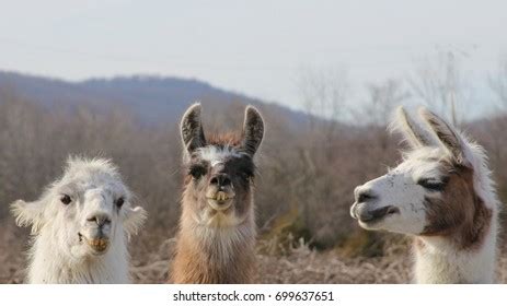 594 Three Llamas Images, Stock Photos, 3D objects, & Vectors | Shutterstock