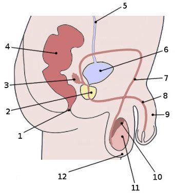 Male Reproductive System Labeling Quiz