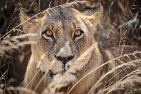 Lion Conservation in Kenya National Park | Lion numbers in A… | Flickr