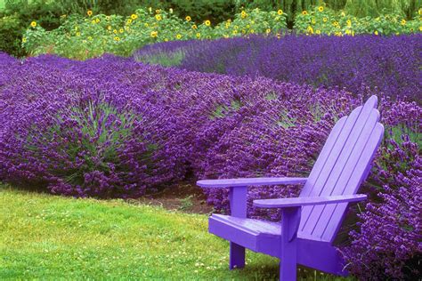 Pin on Lavendar and lilac colored dreams