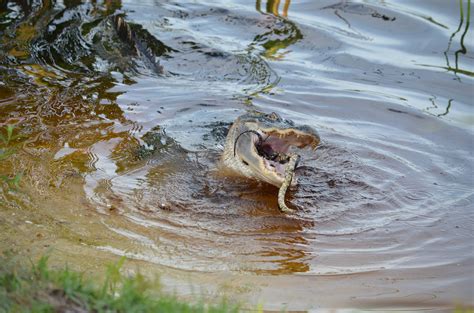 Alligator eating a snake : natureismetal