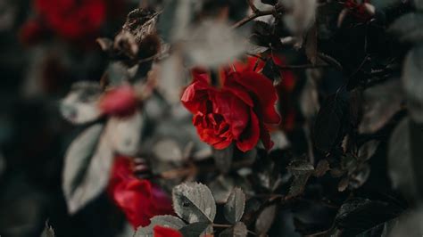 25 Dead Rose Wallpapers - Wallpaperboat