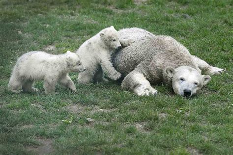 Zoo Debuts Twin Polar Bear Cubs with No Guests amid Coronavirus