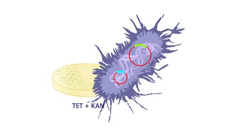 Biology Animations - CSHL DNA Learning Center