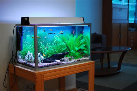 From amateur tank to pro tank | Freshwater Aquarium Talk