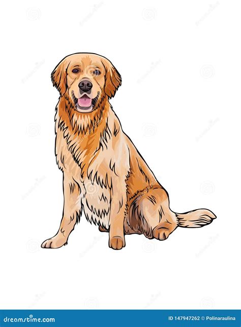 Vector Whole Body Portrait of a Dog Breed Golden Retriever . Stock Vector - Illustration of ...