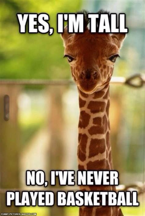 Funny Quotes About Giraffes. QuotesGram