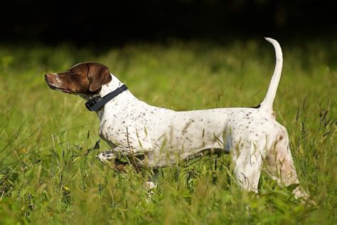 Why Are Pointer Dogs Called Pointers