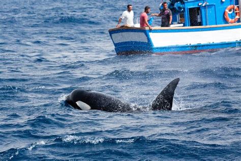 Orcas Keep Sinking Boats Off Iberia, Unnerving Sailors - The New York Times