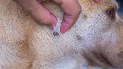 Todo lo que necesitas saber sobre las GARRAPATAS en PERROS