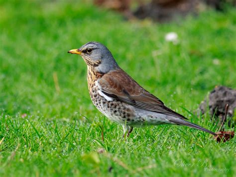 Turdus pilaris by OliverBPhotography on DeviantArt