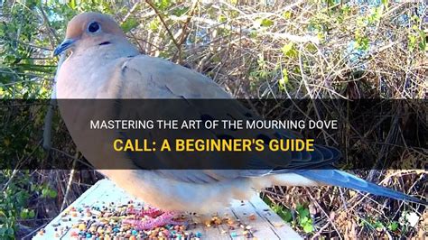 Mastering The Art Of The Mourning Dove Call: A Beginner's Guide | PetShun