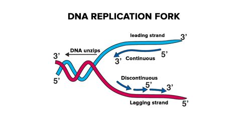 What is ligase in DNA replication?