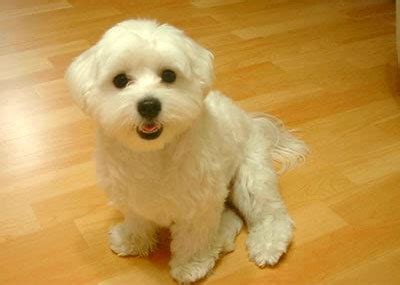 15 Maltese Haircuts & Hairstyles: White, Fluffy, and Looking Fabulous!