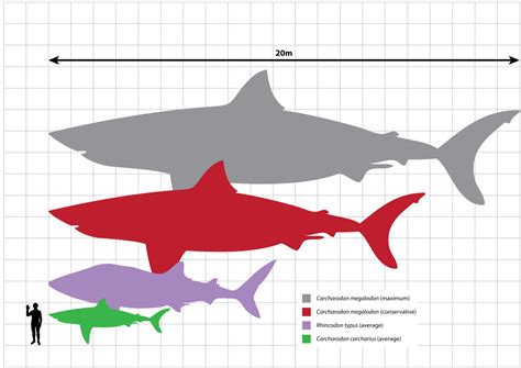 File:Megalodon scale.svg - Wikimedia Commons