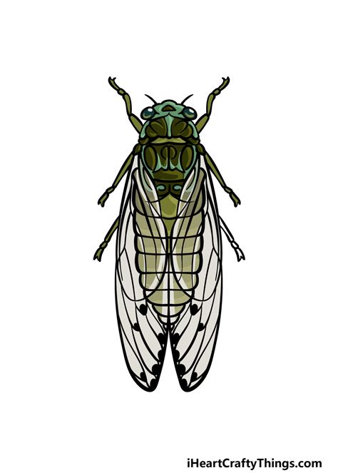 Cicada Illustration