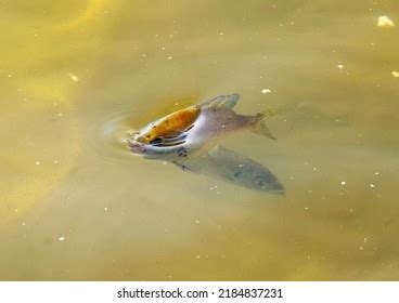 222 Brim fish Images, Stock Photos & Vectors | Shutterstock