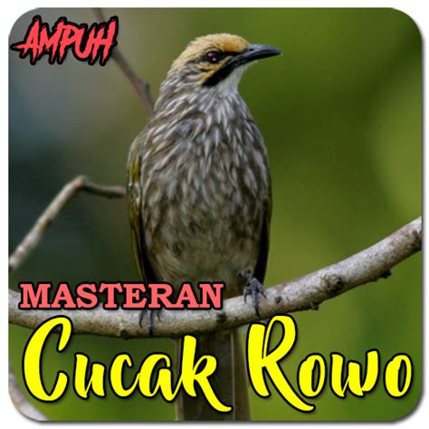 Suara Burung Cucak Rowo Gacor - Apps on Google Play