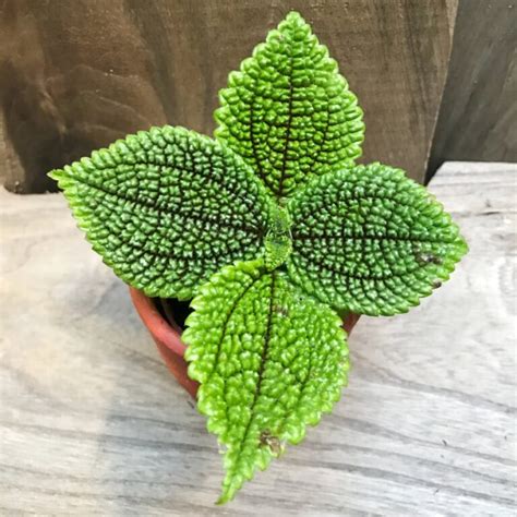 Pilea involucrata 'Moon Valley' – Blomsterfamiljen