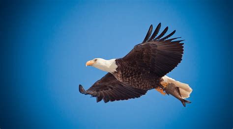 Eagles in the Bible – The Bible Study