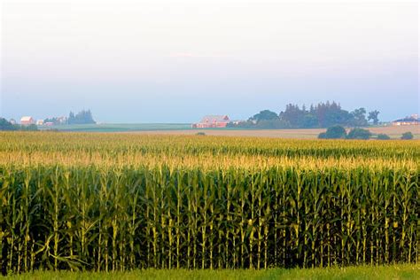 Royalty Free Iowa Cornfield Pictures, Images and Stock Photos - iStock