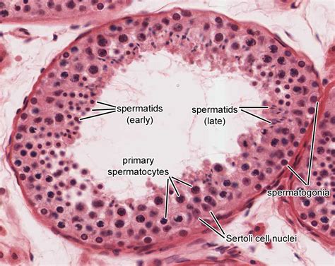 Histology Glossary Testicular Anatomy Histology Draw It To Know It ...