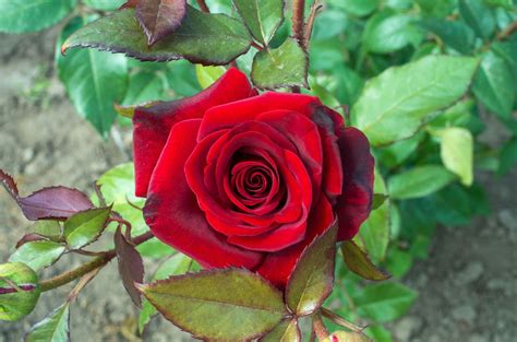 Red Rose Varieties – Choosing Red Roses For The Garden Rose Seeds ...