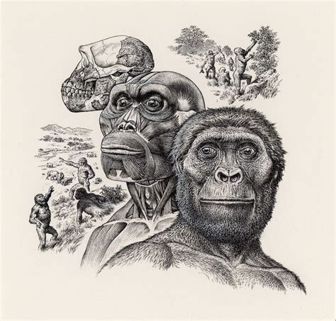 Australopithecus afarensis - reconstruction by John Sibbick | Evolution artwork, Scientific ...