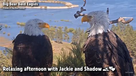 FOBBV CAM🦅Relaxing Afternoon With Jackie & Shadow🌅💕2023-05-31 - YouTube