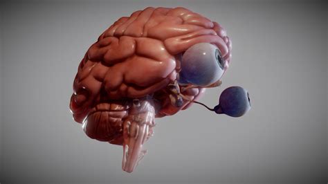 Brain, brain stem and the eyes - Buy Royalty Free 3D model by Ebers [f323291] - Sketchfab Store