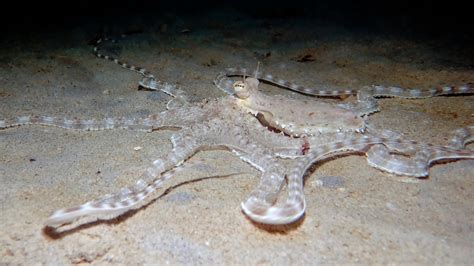 Mimic Octopus In Phuket · Local Dive Thailand