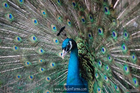 6LittleChickies - Life on Louden Farms: Peafowl 201: Genetics part 1: Colors