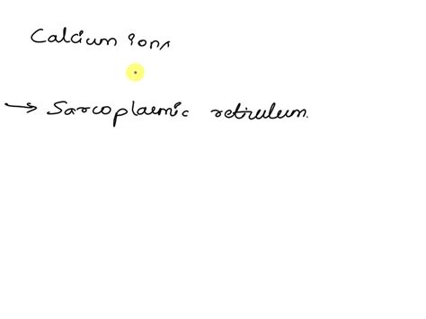 SOLVED: In a resting neuron, if calcium channels are opened, what will ...