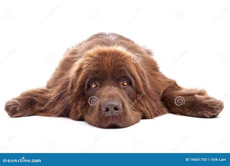 Brown Newfoundland dog stock photo. Image of brown, giant - 16661750