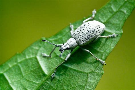 White weevil | Flickr - Photo Sharing!