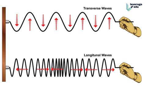 Transverse vs Longitudinal Wave - Leverage Edu