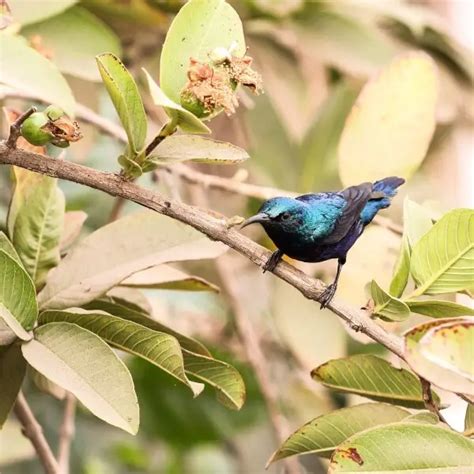 Purple sunbird - Facts, Diet, Habitat & Pictures on Animalia.bio