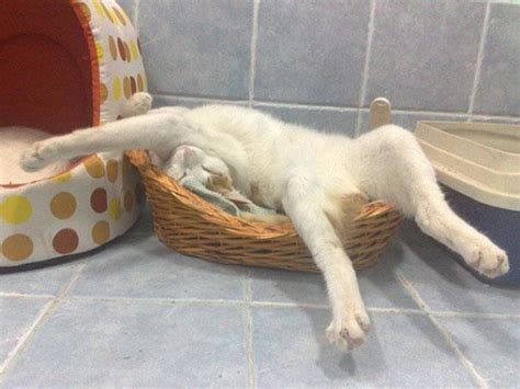 The 37 funniest photos of cats sleeping in the most awkward positions. The #4 is so hilarious ...