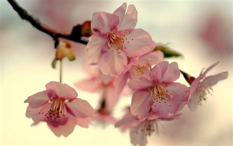 flowers, Tree, Branches, Pink Wallpapers HD / Desktop and Mobile Backgrounds