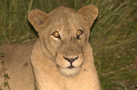 dsc_0314 | lioness, kruger national park, south africa | cybreshot | Flickr