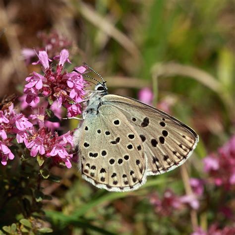 Wildlife of the Black Sea Coast - Greenwings Wildlife Holidays