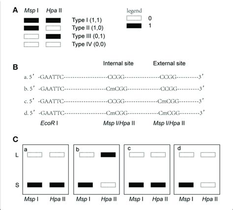 | Analysis of different band types in this study. (A) Different band ...