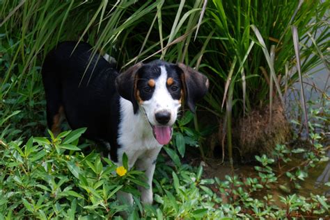 Treeing Walker Coonhound Mix