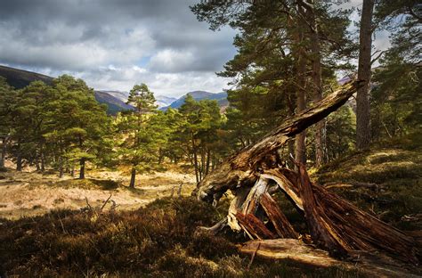 Ancient Caledonian Pine Forest in Glen Lyon near Loch Tay in Scottish Highlands. Caledonian Pine ...