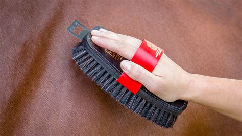 Best grooming brushes for horses – all types | Horse & Hound