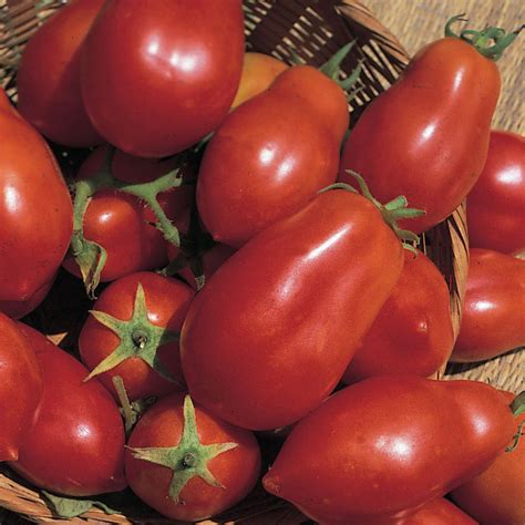 plum tomato / Solanum lycopersicum'San Marzano' - Crocus Red Tomato, Tomato Pasta, Tomato Sauce ...