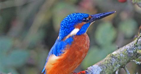 Captain Ahab's Watery Tales: Kingfisher close up