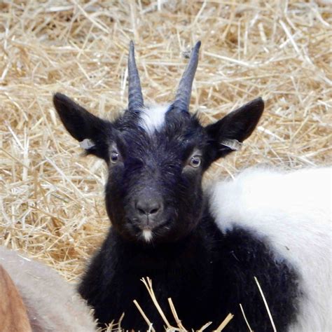 Bagot Goats - a breed that is more than 600 years old.